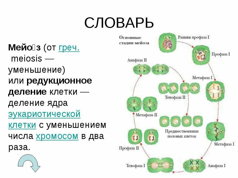 В результате мейоза происходит образование. Жизненный цикл папоротника мейоз. Размножение папоротников митоз мейоз. Размножение папоротников схема митоз мейоз. Цикл развития растений митоз мейоз.