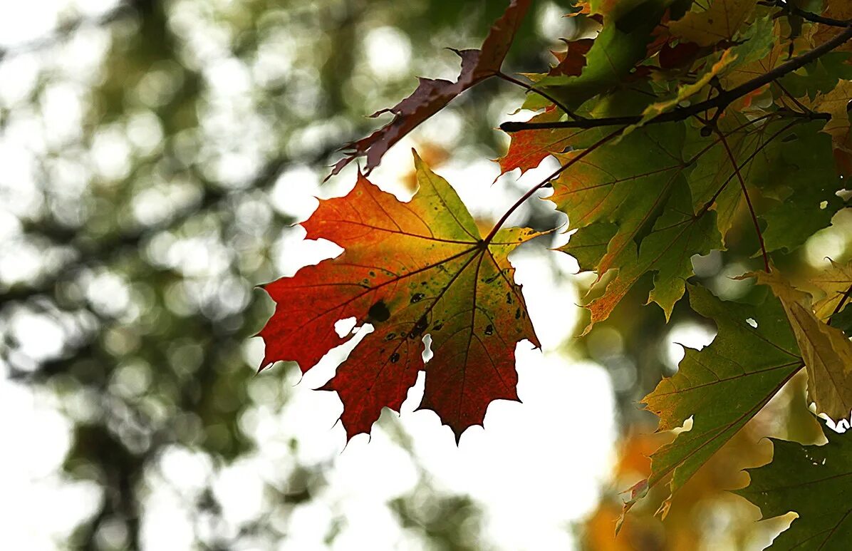 Осенние листья словно. Осень листья. Падающие листья. Кленовый лист. Падающие осенние листья.