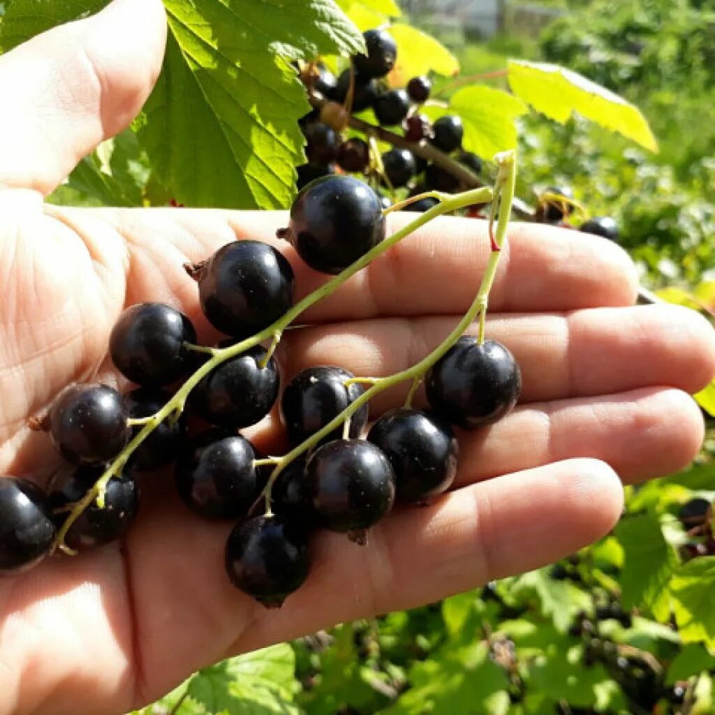 Смородина черная ленинградская сладкая. Плоды смородины поливитамин. Кисть красной смородины. Лк смородина. Лк смородина.