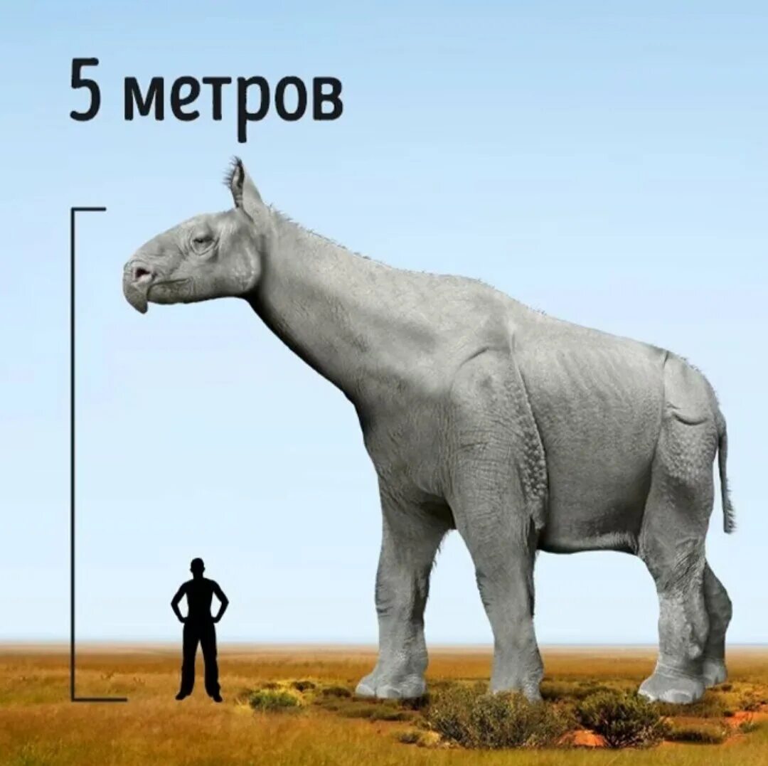 5 метровый. Гигантский носорог Индрикотерий. Индрикотерий и слон. Самое крупное сухопутное животное на земле. Диноцераты.