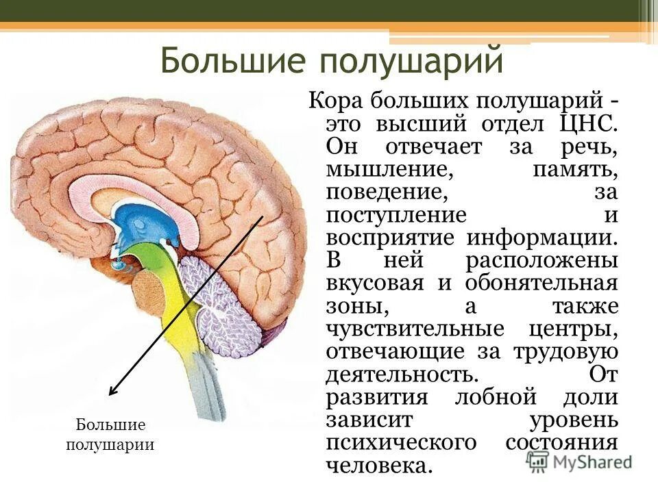 Доли большого полушария головного мозга функции. Строение и функции больших полушарий мозга. Мозг строение конечный мозг. Строение и функции больших полушарий головного мозга таблица. Строение и функции больших полушарий мозга.