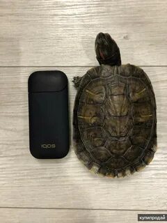Отдам черепаху