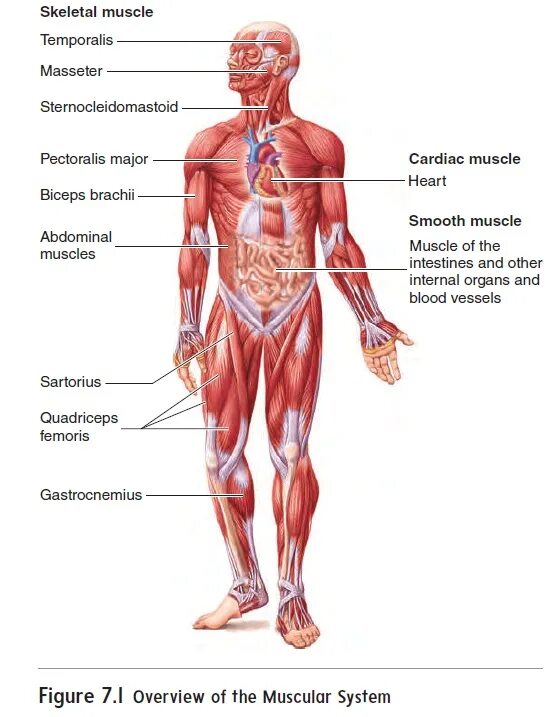 Muscles function. Muscular system functions. muscle function. what are the functions of the skeletal and muscular system. 1. muscular system.