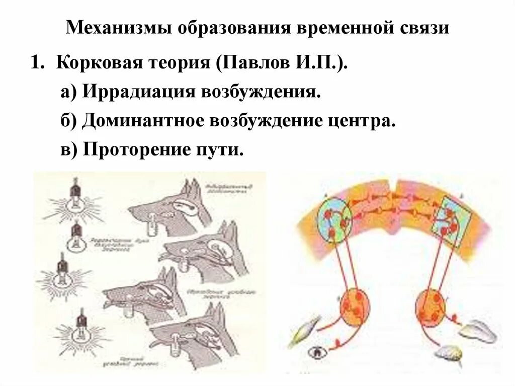 Временная связь рефлекс рефлекс. Механизм образования временной связи. Механизм формирования временной связи. Механизм образования временной связи физиология. Механизм образования временных связей по Павлову.