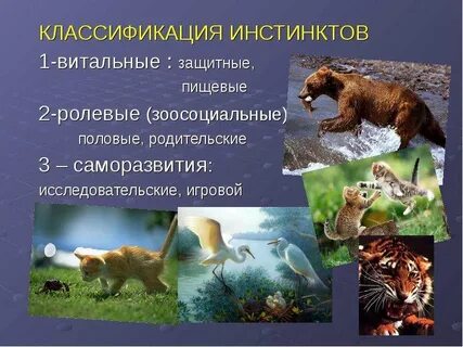 Инстинкты животных примеры обществознание