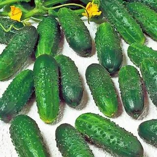 Описание огурцов маринда