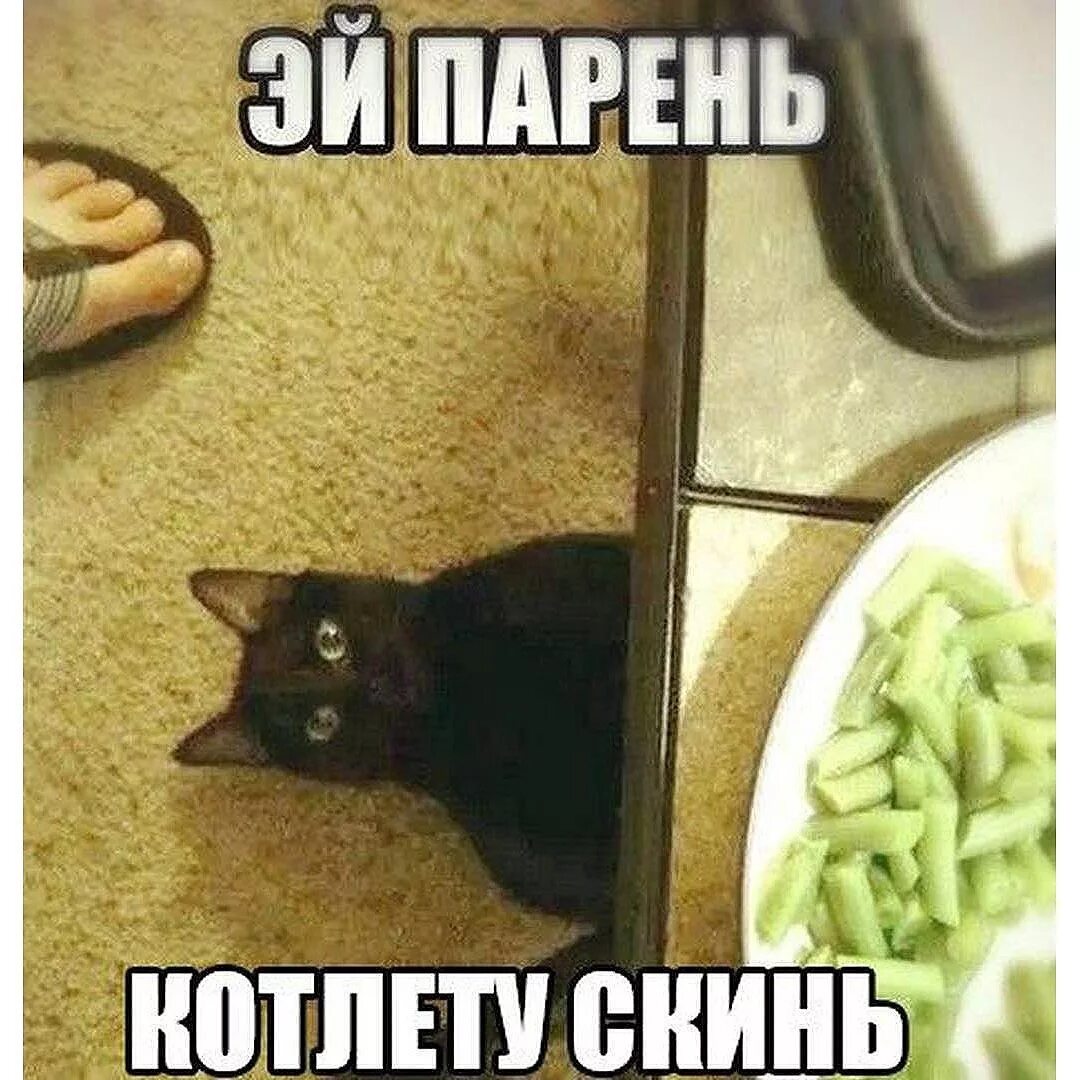 Мем кто котлеты собаке дал все обосрала 1 тур. Динамо Спартак 2:2 Страница 4 - Форум Динамо Москва на