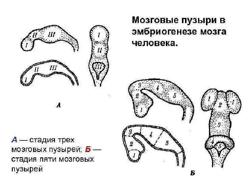 3 пузыря мозга. Мозговые пузыри эмбриогенез. Стадия 3 и 5 мозговых пузырей. Производные пяти мозговых пузырей. Развитие головного мозга.