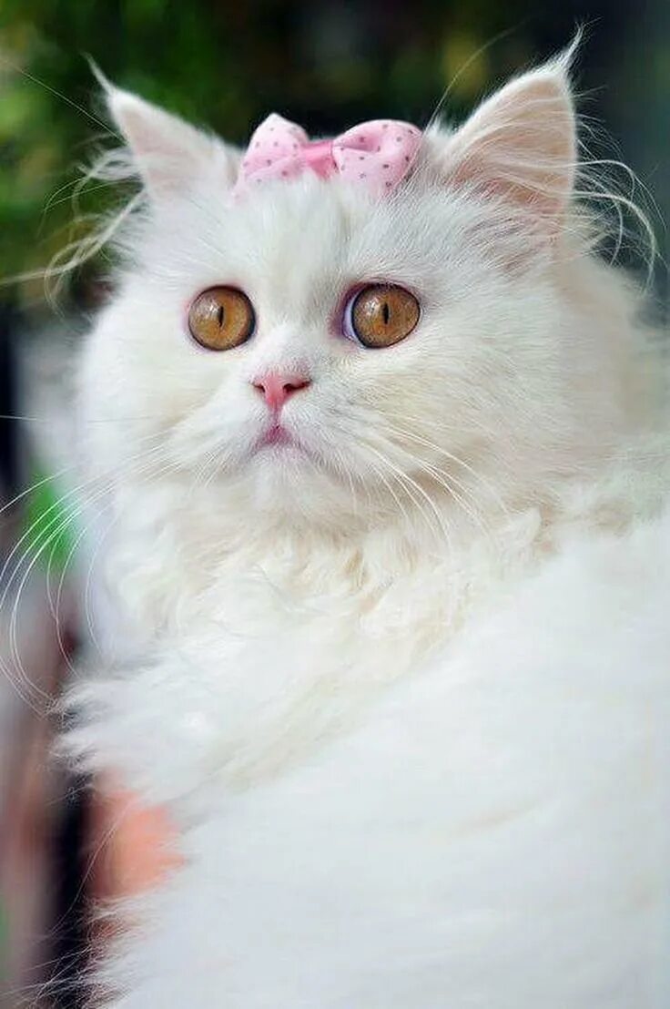 Кошка белая. Красивые кошечки. Белая пушистая кошка. Белая пушистая кощеяка. Белая киса