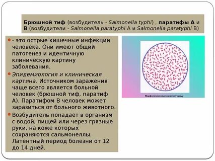 Тиф какая инфекция