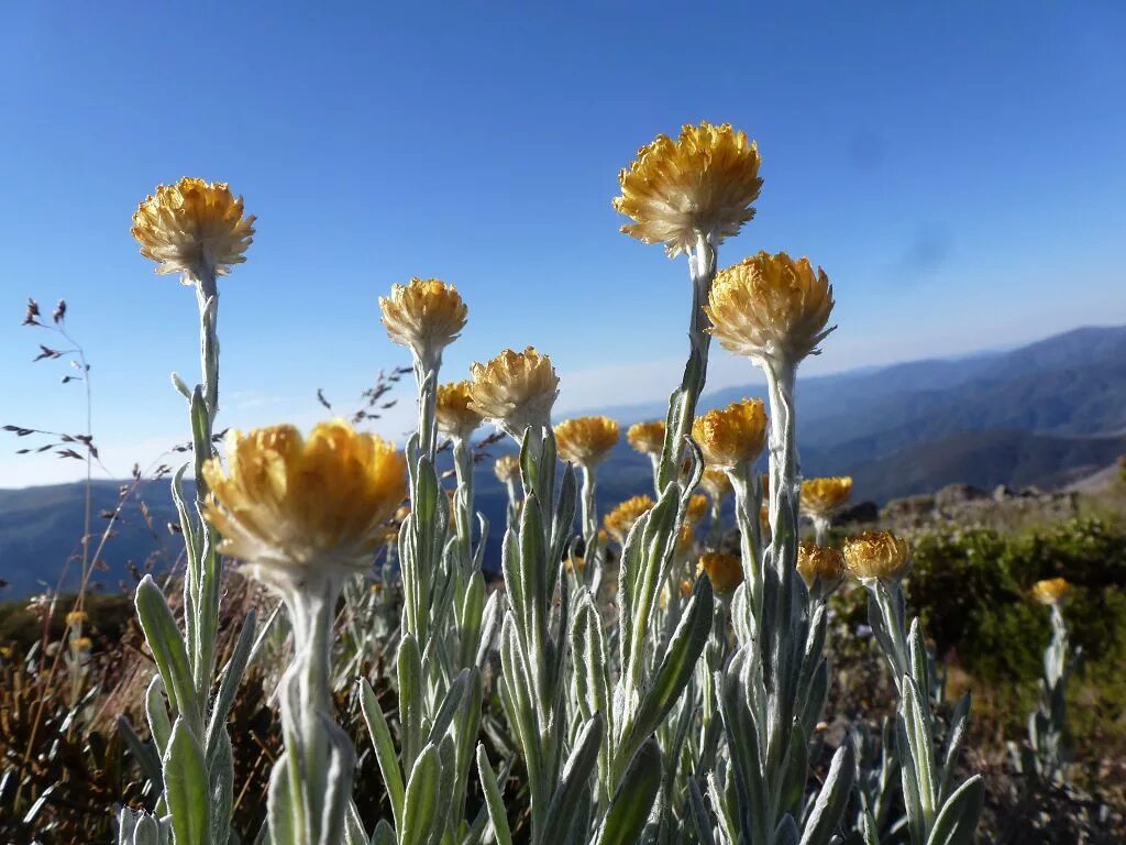 Бессмертник (Helichrysum) ПИТОМНИК РАСТЕНИЙ СЕРЕБРЯКОВЫХ