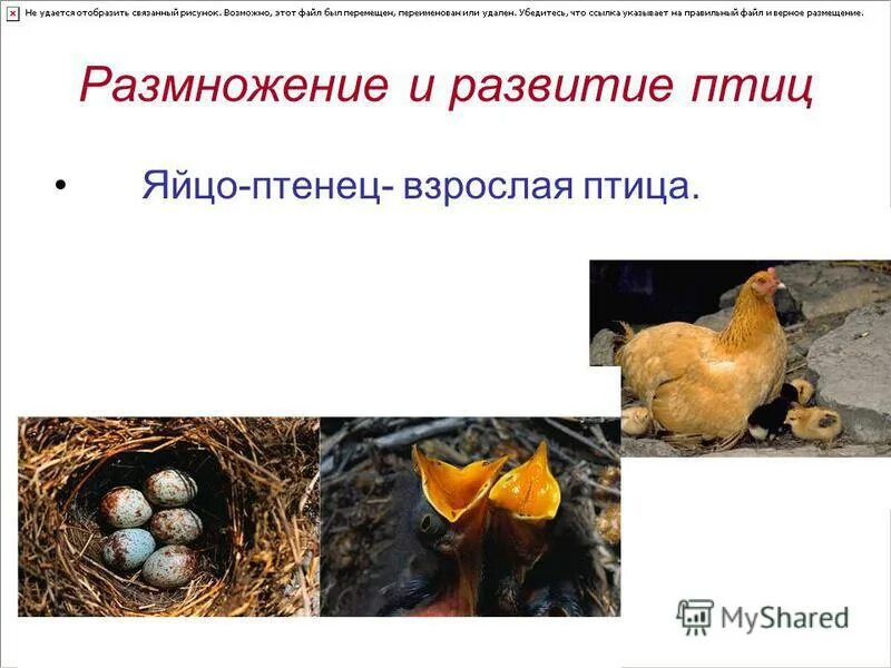 Размножение птиц презентация 7 класс. Размножение птиц. Этапы размножения птиц. Размножение животных птицы. Размножение птиц презентация.