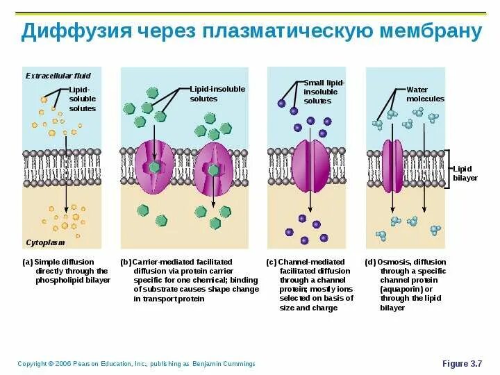 Содержит плазматическую мембрану. Взаимосвязь плазматических мембран. электрическая функция плазматической мембраны. функции белков в плазматической мембране. транспорт веществ через плазматическую мембрану.