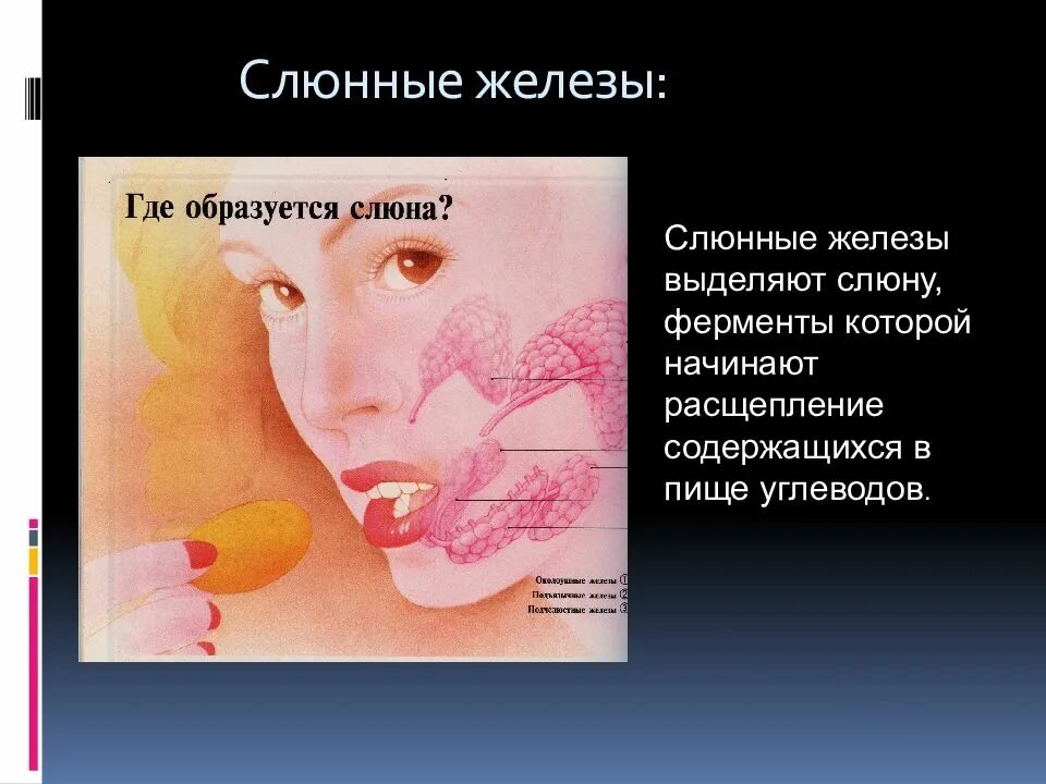 Из чего образуется слюна. Какой орган вырабатывает слюну. Слюнных желез у человека. Как образуется слюна у человека. Анатомия слюнных желез человека строение.