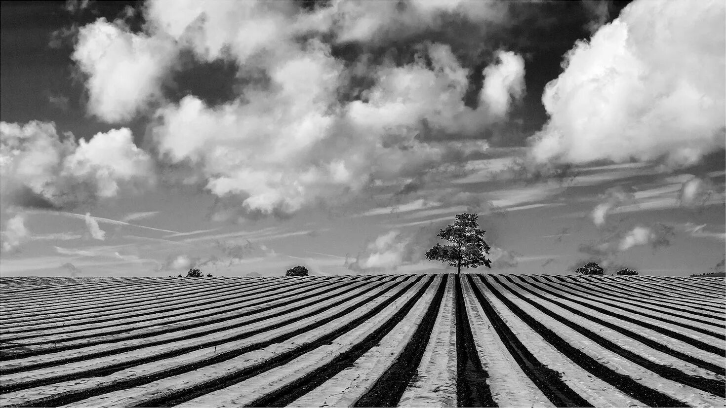 Черно белое дерево в поле. Черное поле знающего. Мрачное кукурузное поле. Черное поле знающего. Поле пшеницы.