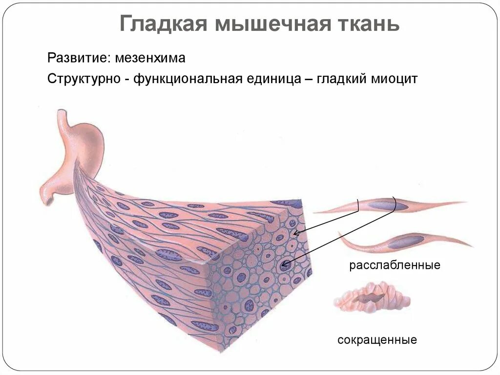 Мышечная клетка обладает. Гладкая мезенхимальная мышечная ткань. гладкая мышечная ткань мезенхимного происхождения. гладкие мышцы. гладкая мышечная клетка.
