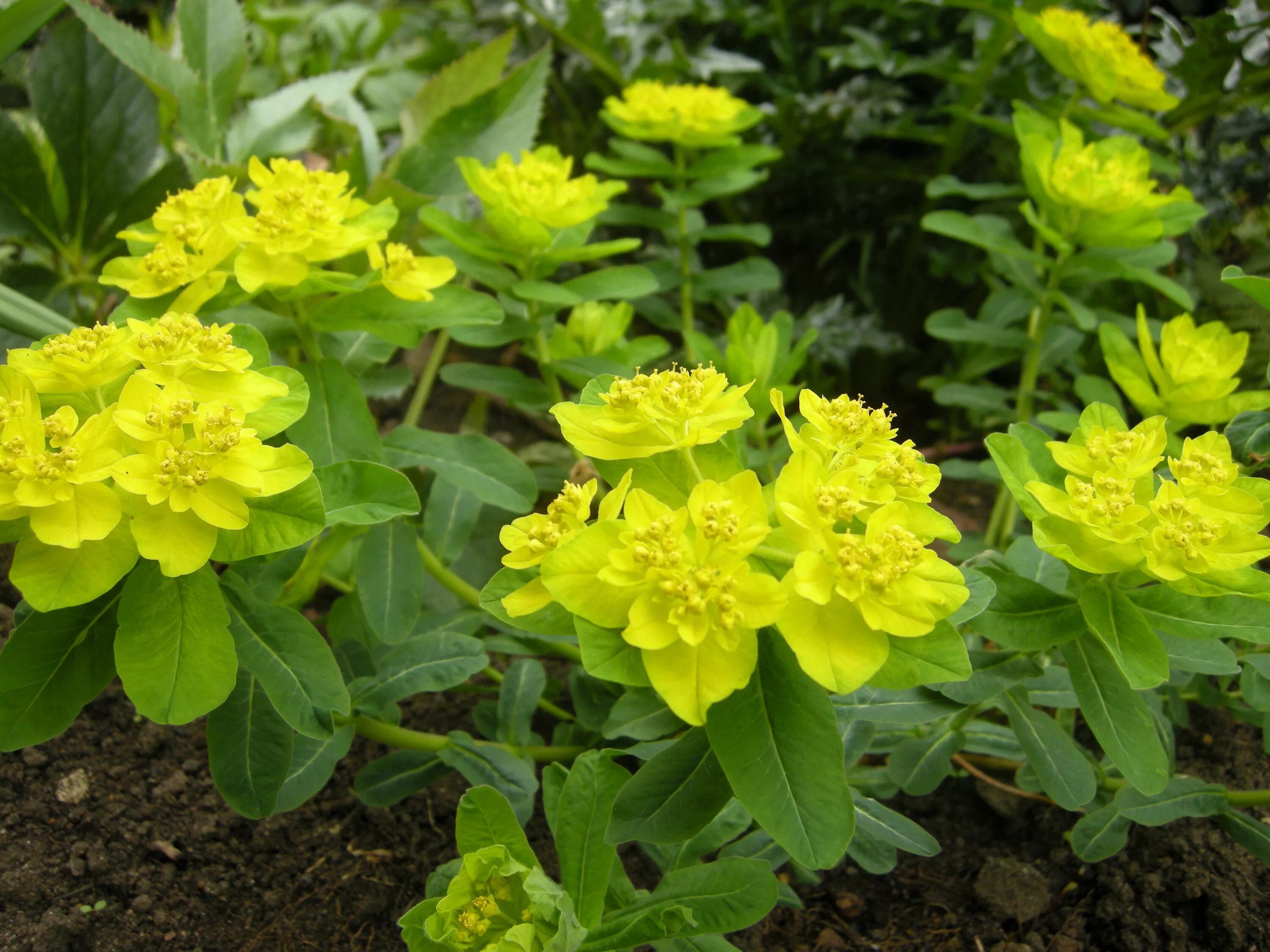 Молочай виды. Молочай. молочай палласа. euphorbia polychroma. молочай растение.