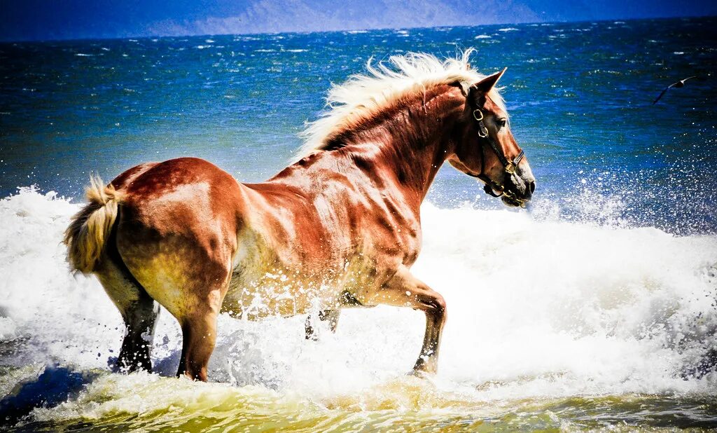 Год лошадь видео. Лошадь плавает. Лошадь плывет. Лошади и водопад. Лошади у водопада картина.