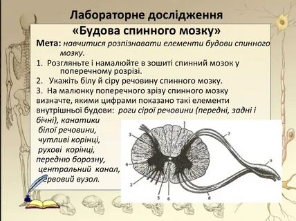 Ткани спинного мозга