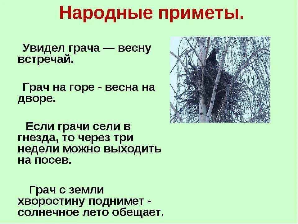 Примета найти на улице. Грачи приметы. Приметы про грачей и весну. Народные приметы про ворон. Приметы про ворон.