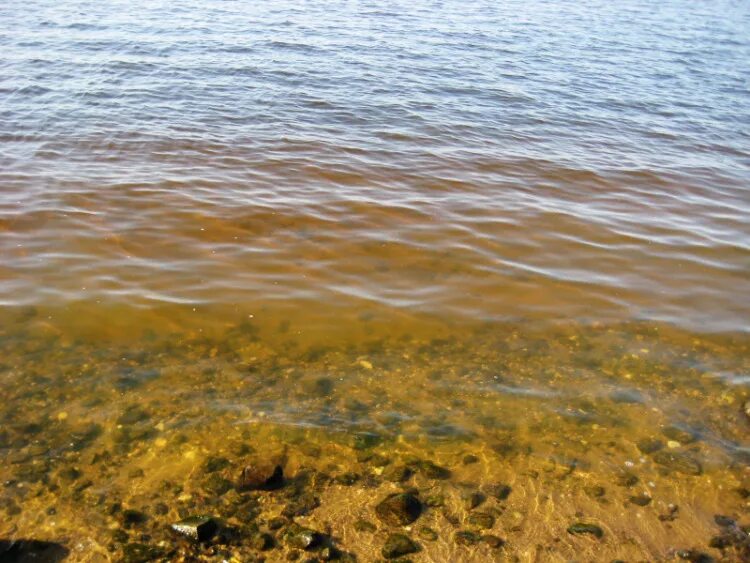 Рыбинское водохранилище замор. Рыбинское водохранилище водохранилища. Маловодье Рыбинского водохранилища. Рыбинское вода Рыбинское водохранилище. Береговая линия Рыбинское водохранилище.