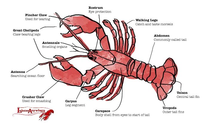 How lobster communicate
