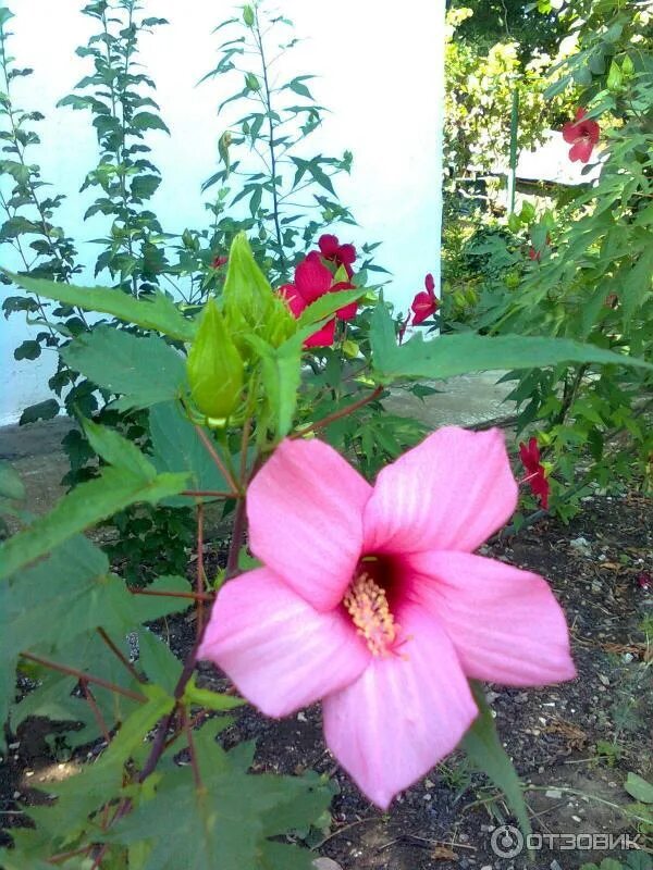 Гибискус какая почва. Гибискус кустарник садовый. Гибискус садовый кустовой. Гибискус розовый садовый кустарник. Кустовой куст крупные цветы гибискус.