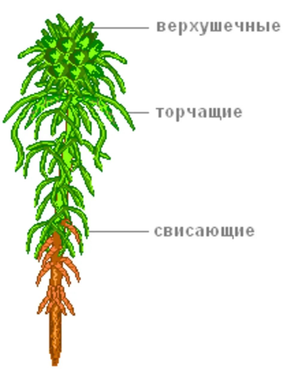 Как питается торфяной мох сфагнум поглощает ризоидами. Мох сфагнум рисунок. мох сфагнум строение рисунок. строение мха сфагнума. строение гаметофита сфагнума.