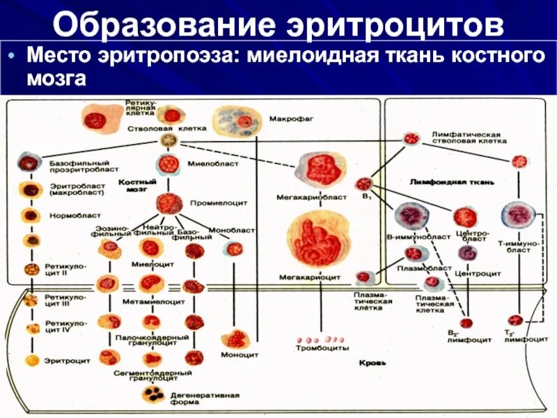 Этапы эритропоэза гистология. Функции созревания эритроцитов. Стадии образования эритроцитов. Схема кроветворения стволовая клетка. Схема дифференцировки клеток крови.