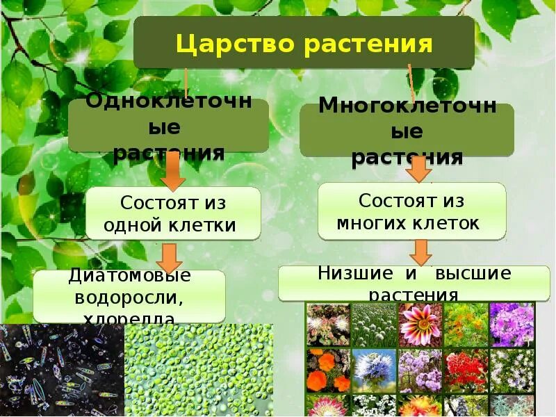 Информация про биологию. Царство растений. Царство растений 5 класс биология. Биология 5клкасс растения. Растения 5 класс биология.