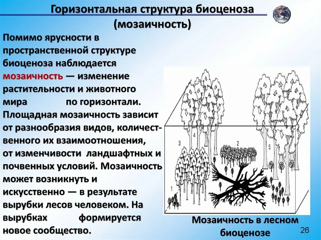 Биоценоз леса пример