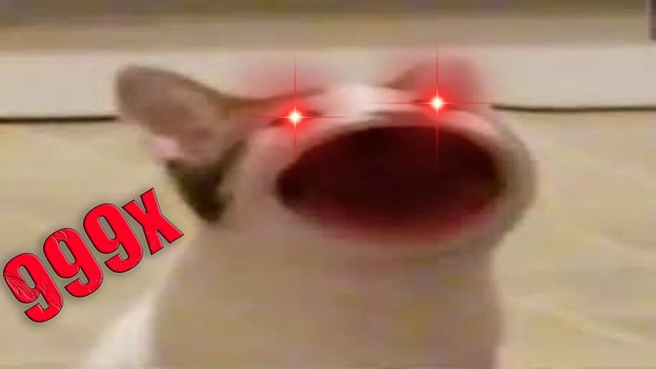 Мем кота с открытым ртом ааааааа 29 Cursed Images to Give You Nightmares. Meme gato, Gatos raros, Fotografías div