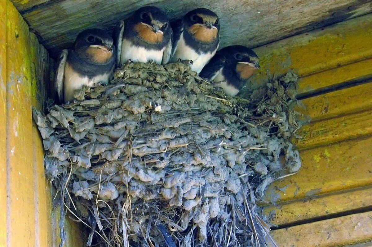 Ласточкино гнездо птицы. Гнездо деревенской ласточки. Гнездо ласточки. Гнездо для птиц..