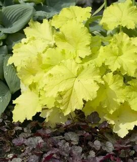 Yellow heuchera