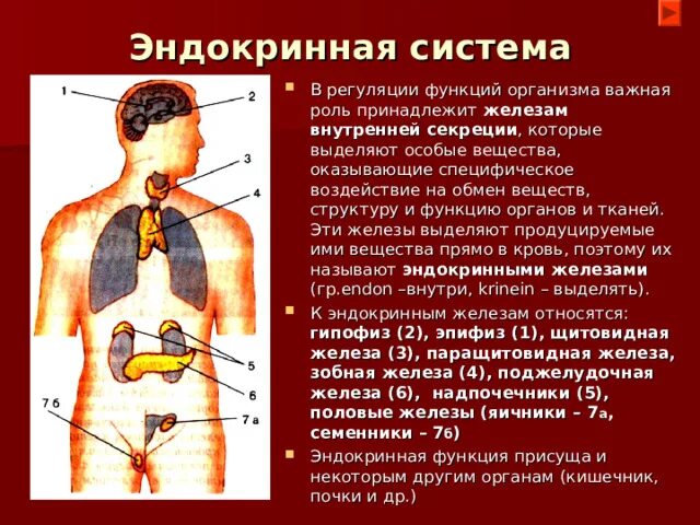 Функции желез внутренней секреции 8
