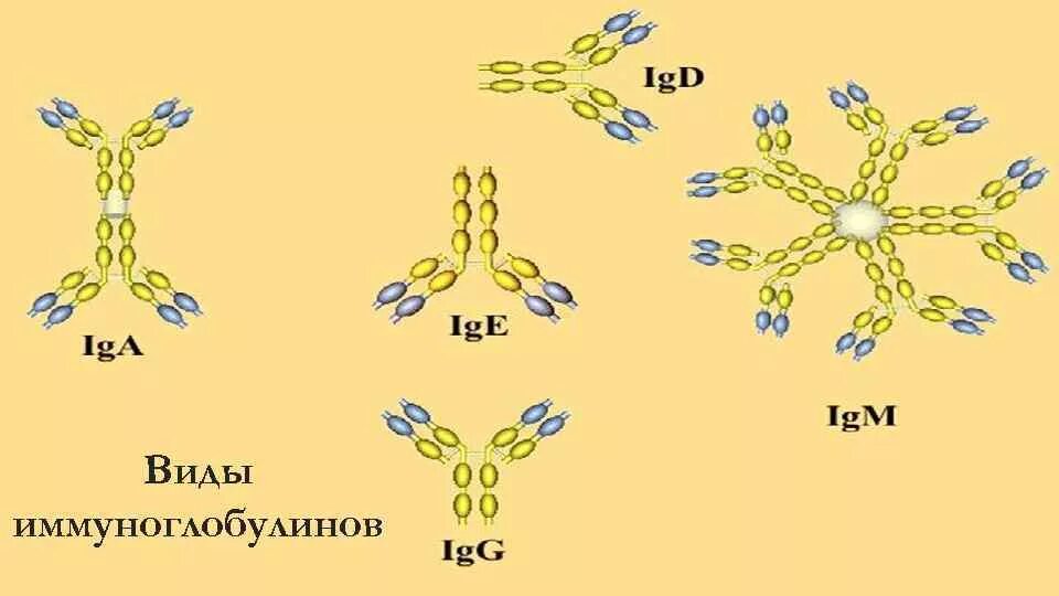Роль иммуноглобулинов. Схема строения IGE. Классы иммуноглобулинов. Формы иммуноглобулинов. Виды иммуноглобулинов.