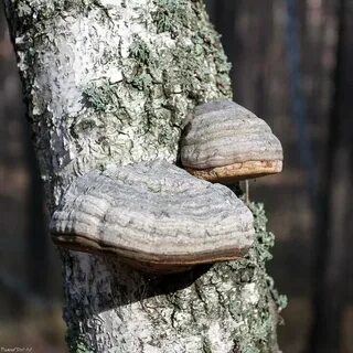 Трутовик на плодовых деревьях