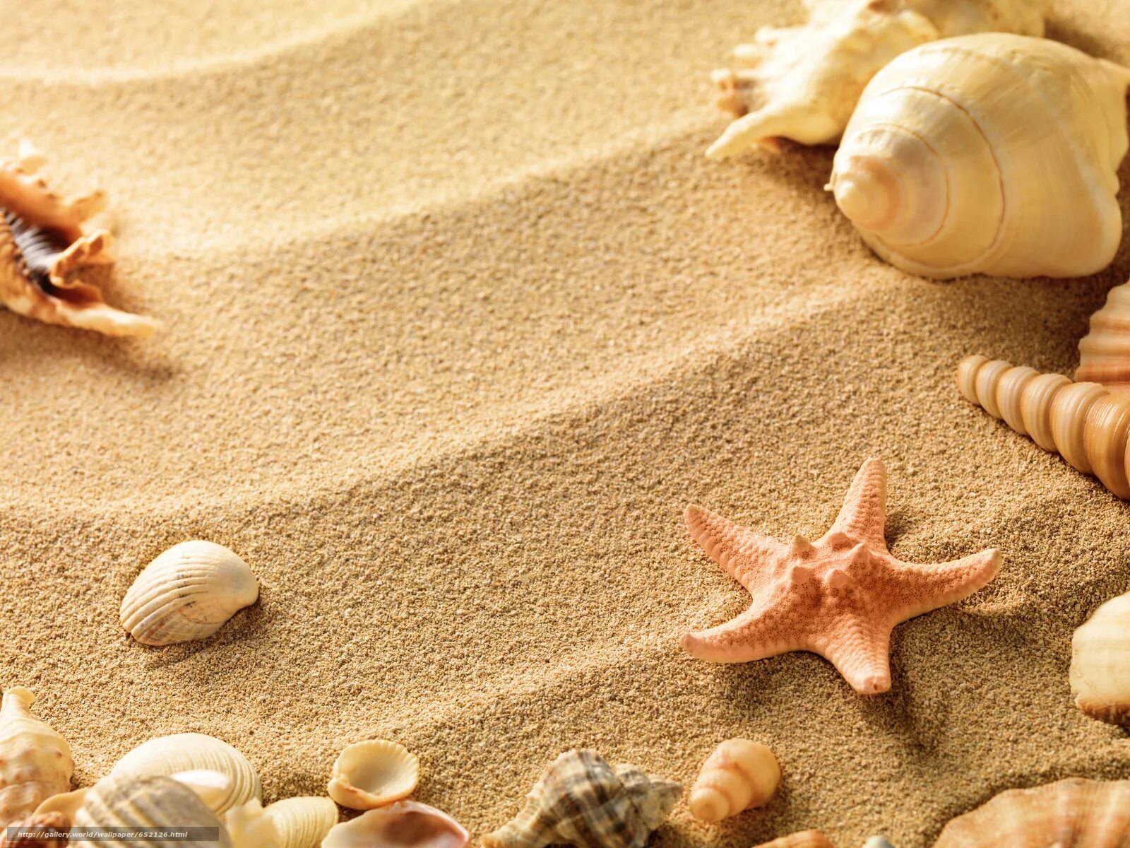 Морской песок. Морская тематика ракушки. Фон песок. Море ракушки.