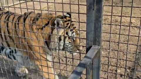 Огромное горе случилось в парке тайган