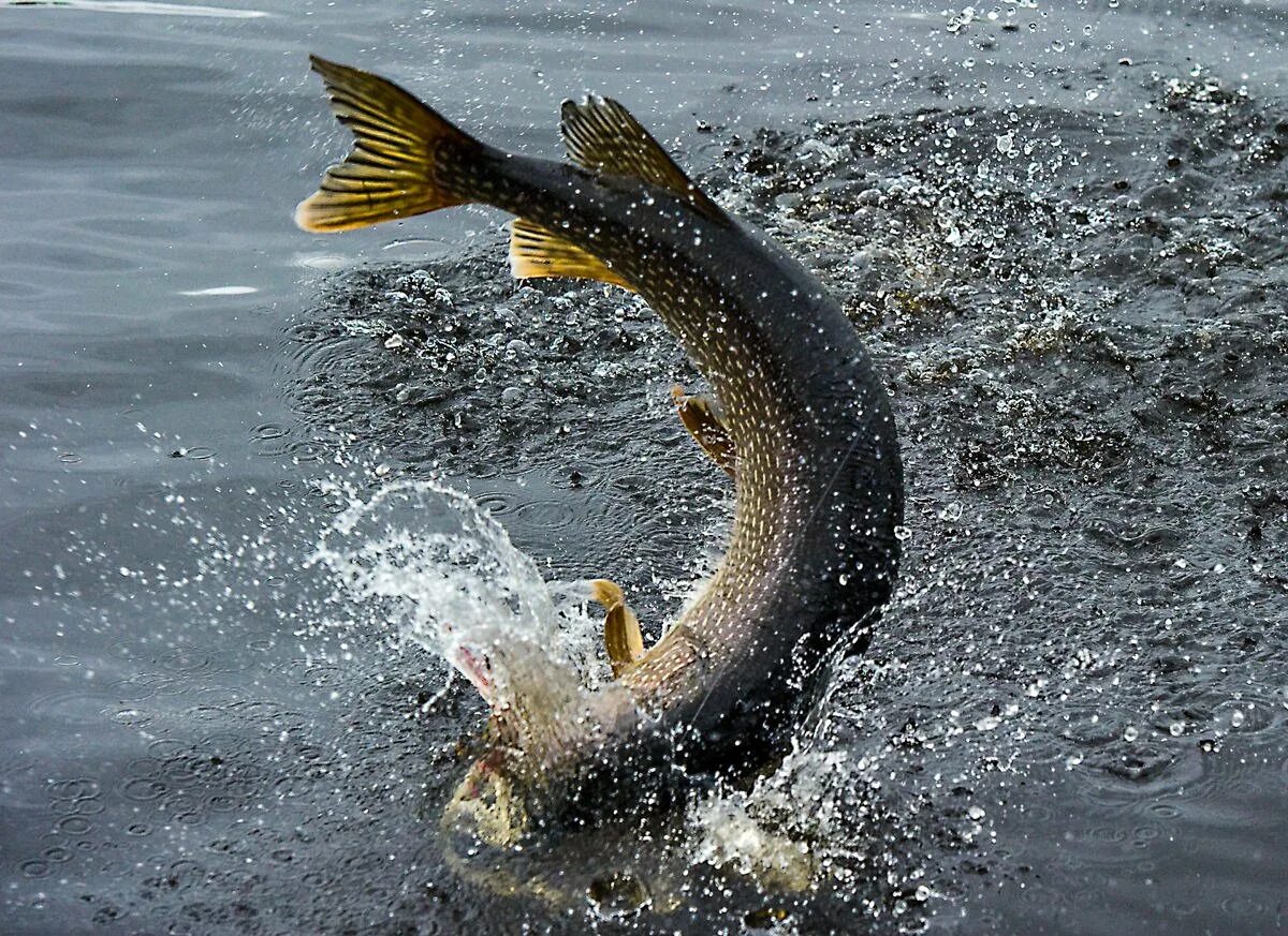 Кит схема. Бобер бьет по воде. Бобр плывет. Бобр плавает. Котик царапается.