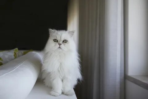 Persian white
