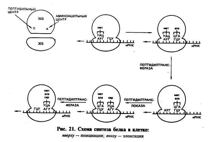 Синтез белка фаза. Схема синтеза белка в рибосоме. Схема инициации синтеза белка. Схема этапы синтеза белка рибосомы. Схема синтеза белка в рибосоме трансляция.