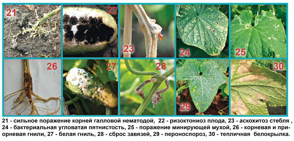 какая болезнь огурцов. пероноспороз рассады огурцов. болезни огурца описание с фотографиями. какая болезнь огурцов. определитель болезней огурцов.