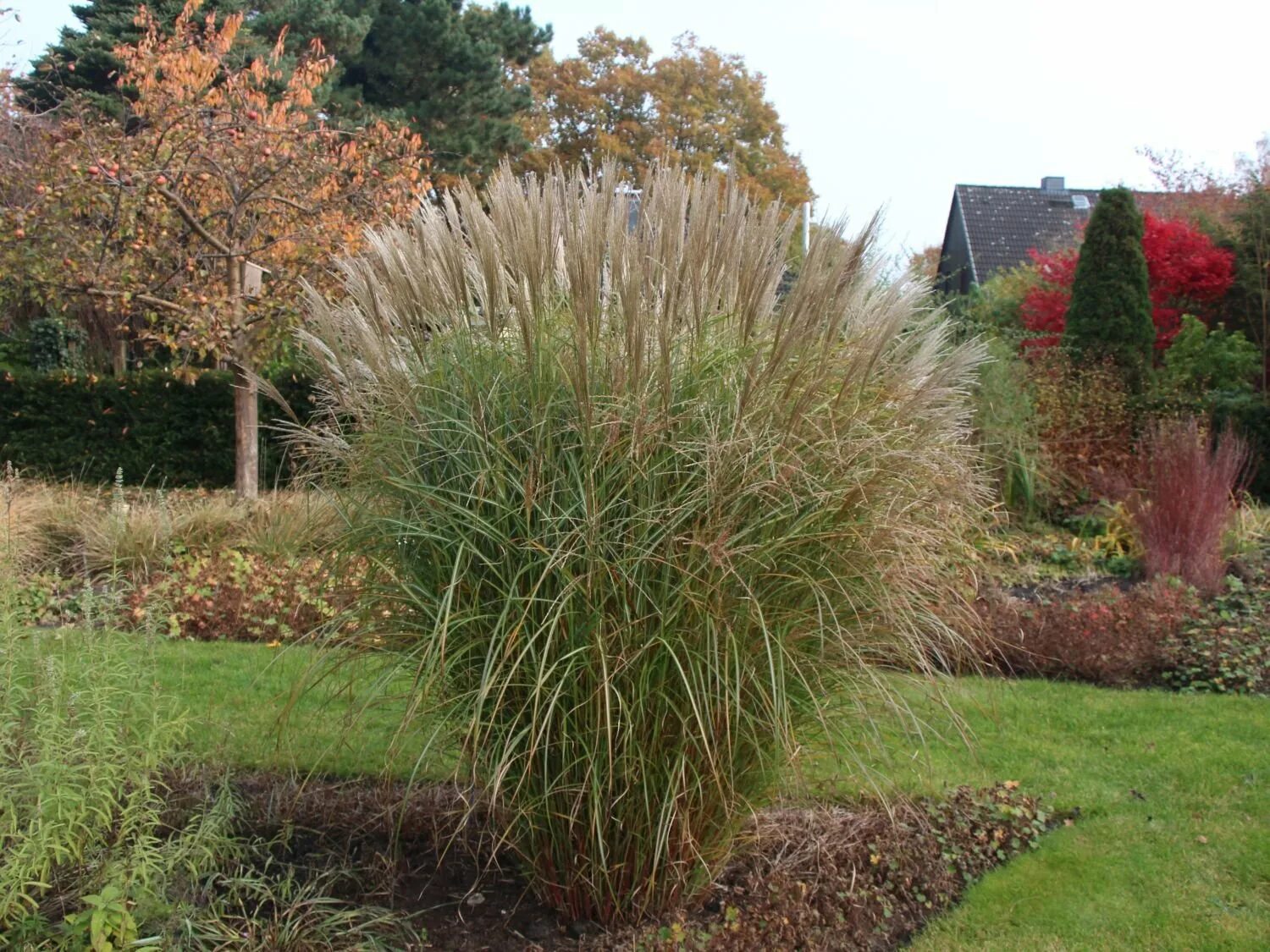 Ornamental Grasses Grasses landscaping, Ornamental grasses, Garden flower beds