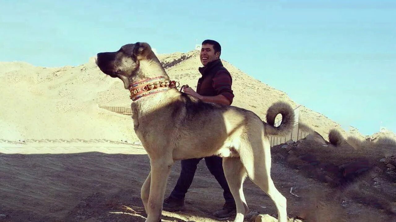 KANGAL SHEPHERD DOG Kangal dog, Dog breeds, Every dog breed