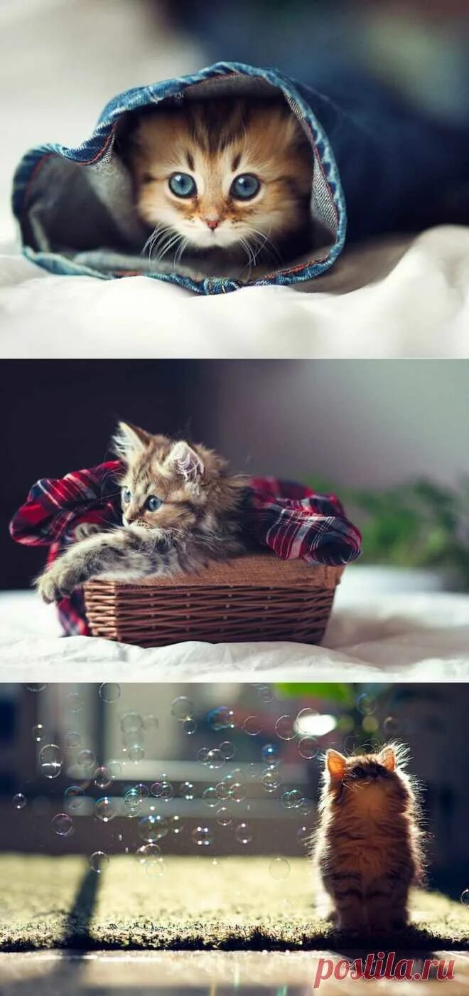 Как выглядят самые милые котики Pin by Sodré on gatos Kittens cutest, Cute cats, Cats