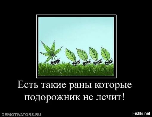 Подорожник трава текст. Держи подорожник. Приложи подорожник прикол. Слова песни подорожник. Подорожник заживляет раны.