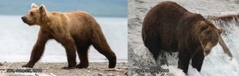 Средняя жизнь медведя