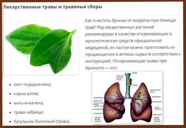 Как вывести мокроту из бронхов. Очистка бронхов и легких. вывод мокроты из бронхов и легких. как очистить легкие от мокроты. что очищает бронхи и легкие.