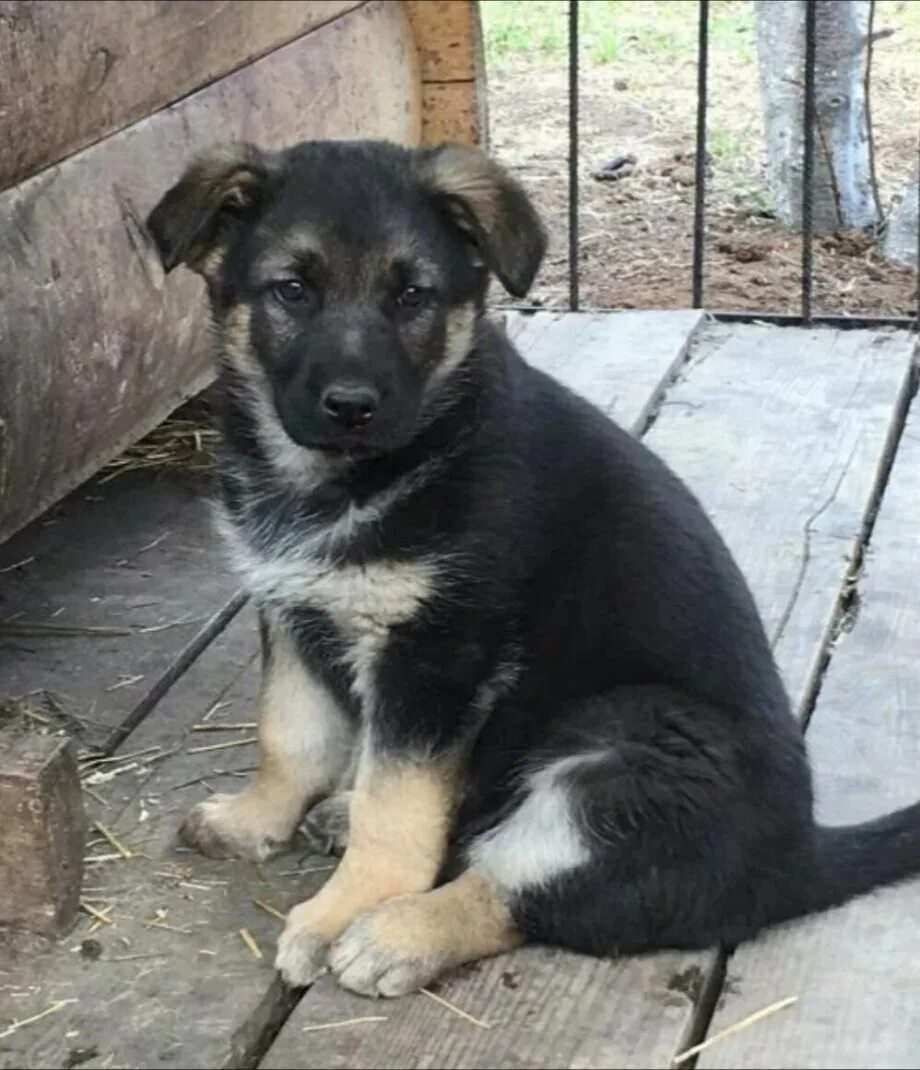 Метис немецкой овчарки. Метис овчарки щенок 3 месяца. Щенок метис овчарки. Метис немецкой овчарки и лайки. Метис лайки и овчарки.